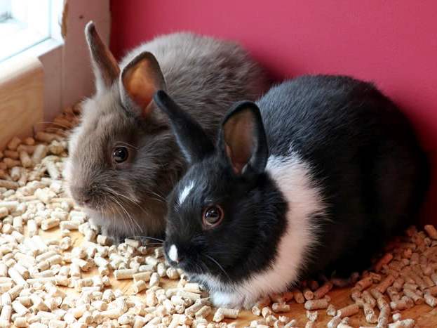 Содержание кроликов и уход за ними в Лукьянове | ЗооТом портал о животных