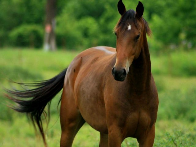 Содержание лошадей и уход за ними в Лукьянове | ЗооТом портал о животных