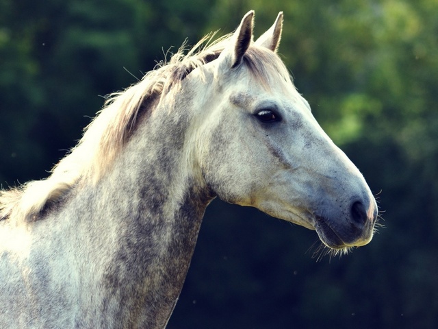 Уход за лошадьми в Лукьянове | ЗооТом портал о животных