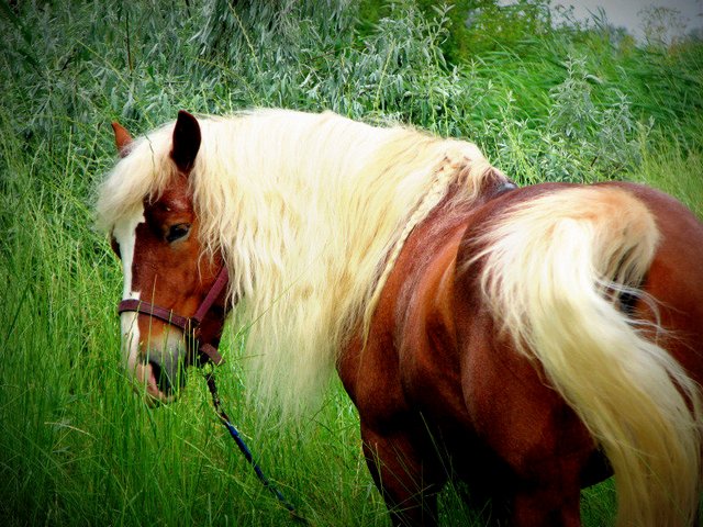 Породы лошадей в Лукьянове | ЗооТом портал о животных
