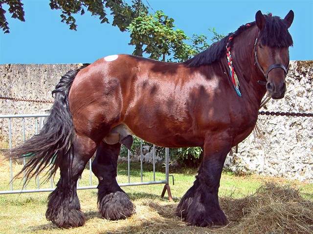 Породы лошадей в Лукьянове | ЗооТом портал о животных