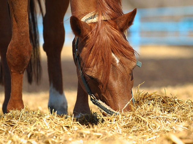 Содержание лошадей в Лукьянове | ЗооТом портал о животных