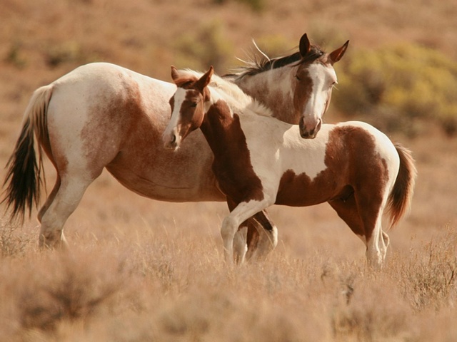 Интересные факты лошадях в Лукьянове | ЗооТом портал о животных