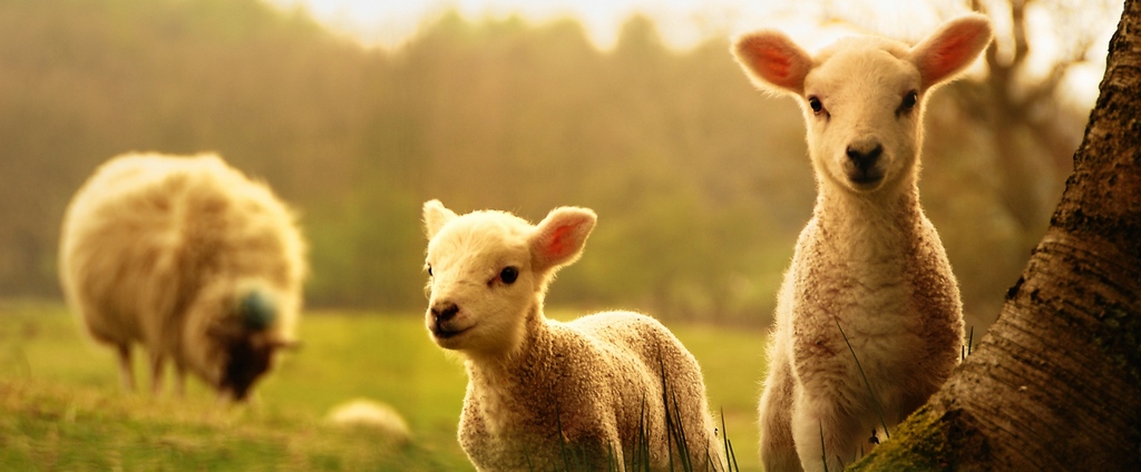 Объявления о сельскохозяйственных животных | ЗооТом - продажа, вязка и услуги для животных в Лукьянове