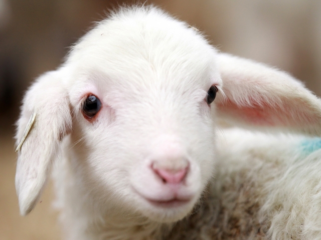 Овцы и бараны в Лукьянове | ЗооТом портал о животных