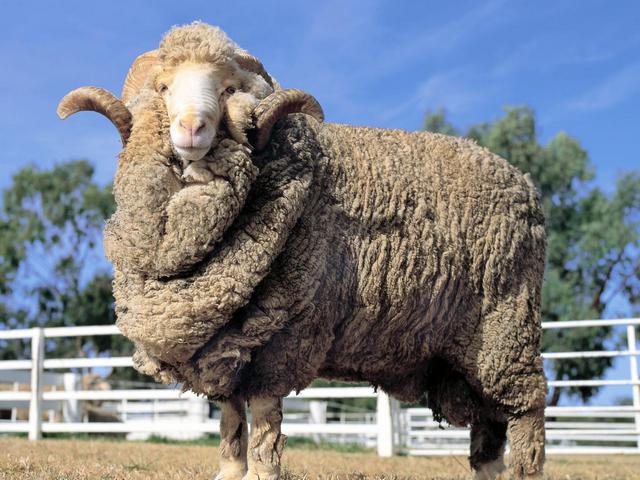 Породы овец в Лукьянове | ЗооТом портал о животных