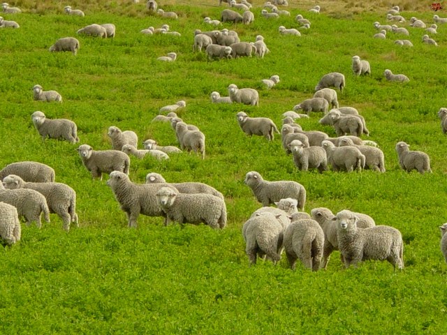 Содержание овец и уход за ними в Лукьянове | ЗооТом портал о животных