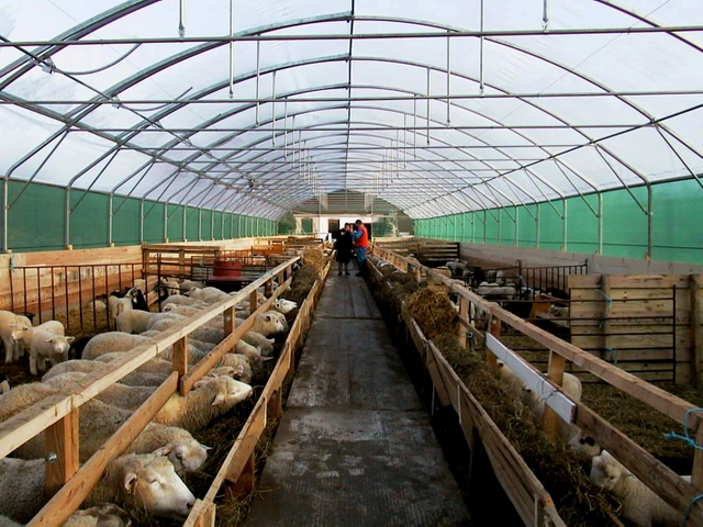 Содержание овец и уход за ними в Лукьянове | ЗооТом портал о животных