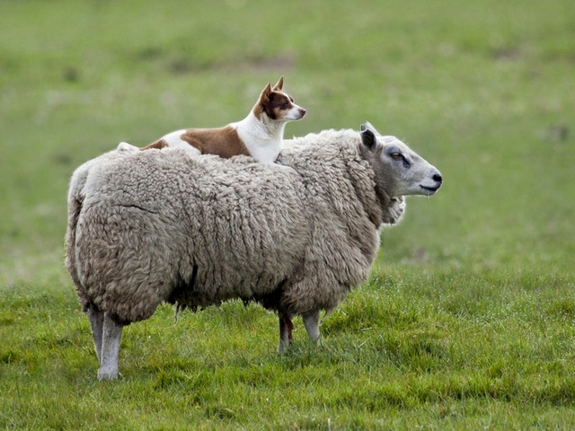 Все об овцах в Лукьянове | ЗооТом портал о животных