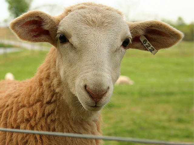 Статьи об овцах в Лукьянове | ЗооТом портал о животных