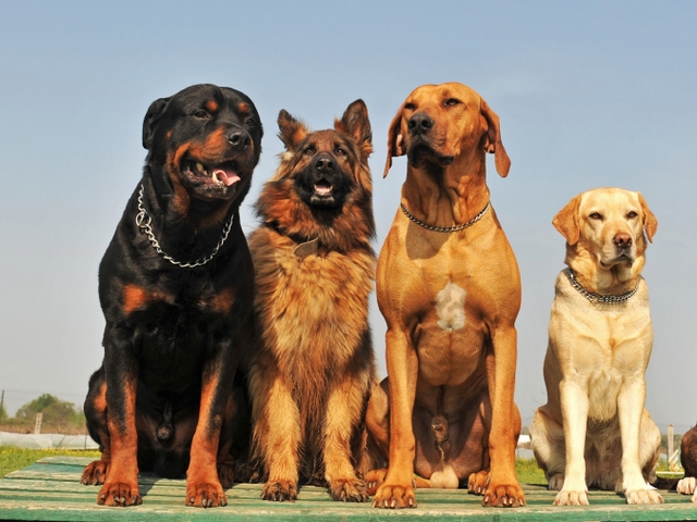Крупные породы собак в Лукьянове | ЗооТом портал о животных