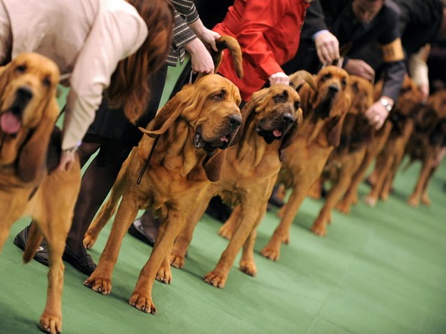 Выставки собак в Лукьянове