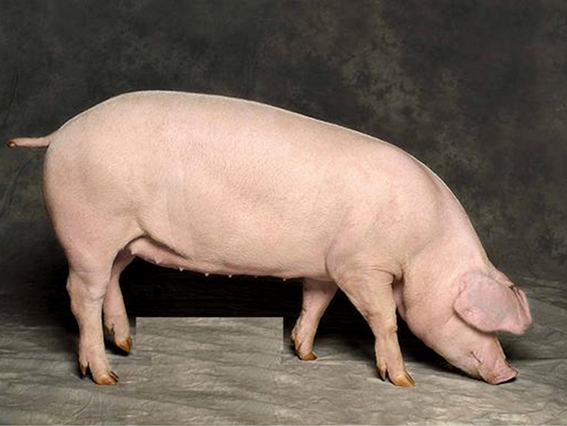 Породы свиней в Лукьянове | ЗооТом портал о животных