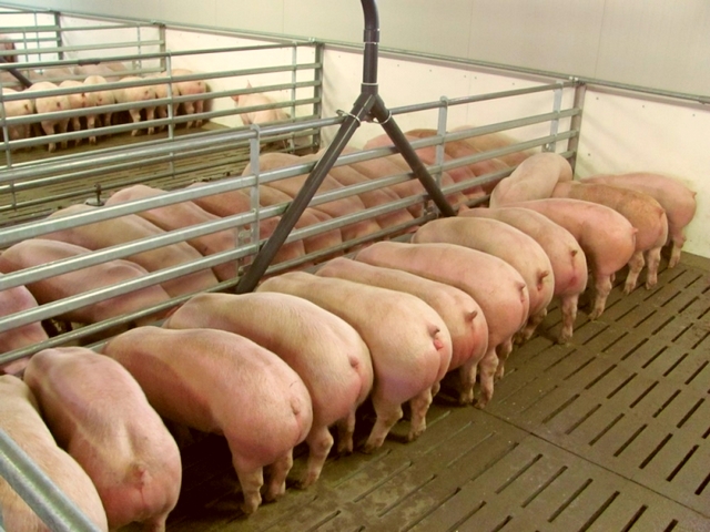 Содержание свиней и уход за ними в Лукьянове | ЗооТом портал о животных
