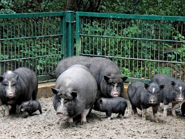 Содержание свиней и уход за ними в Лукьянове | ЗооТом портал о животных