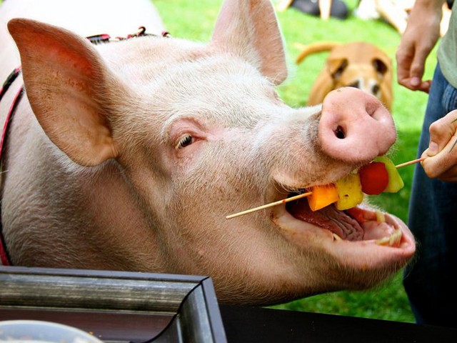 Статьи о свиньях в Лукьянове | ЗооТом портал о животных