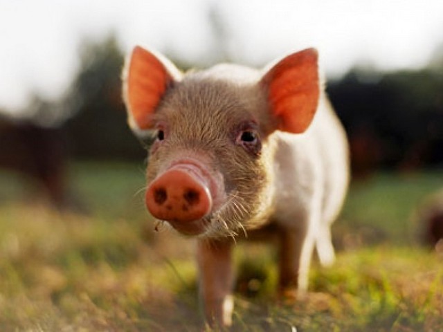 Все о свиньях в Лукьянове | ЗооТом портал о животных