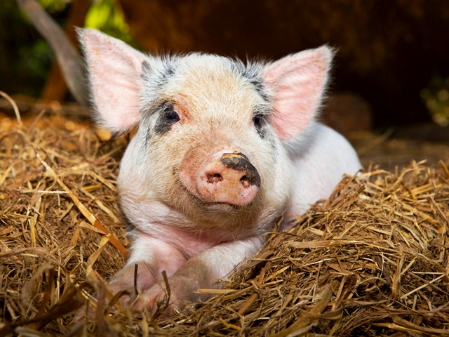 Все о свиньях в Лукьянове | ЗооТом портал о животных