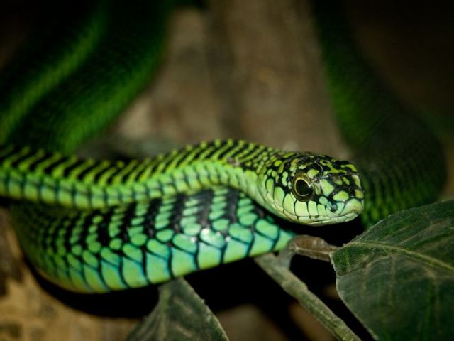 Породы змей в Лукьянове | ЗооТом портал о животных