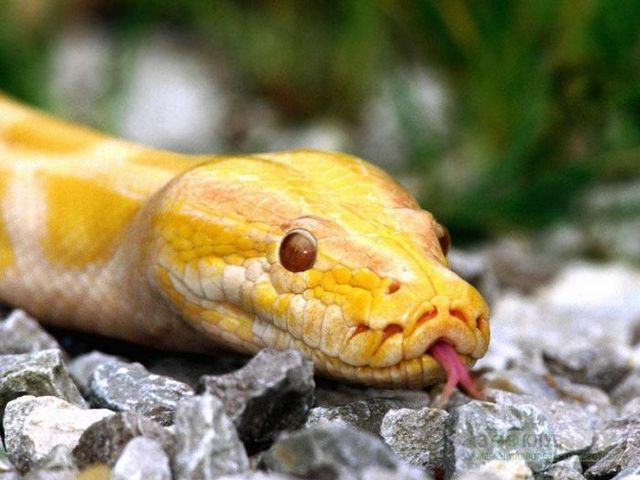 Породы змей в Лукьянове | ЗооТом портал о животных