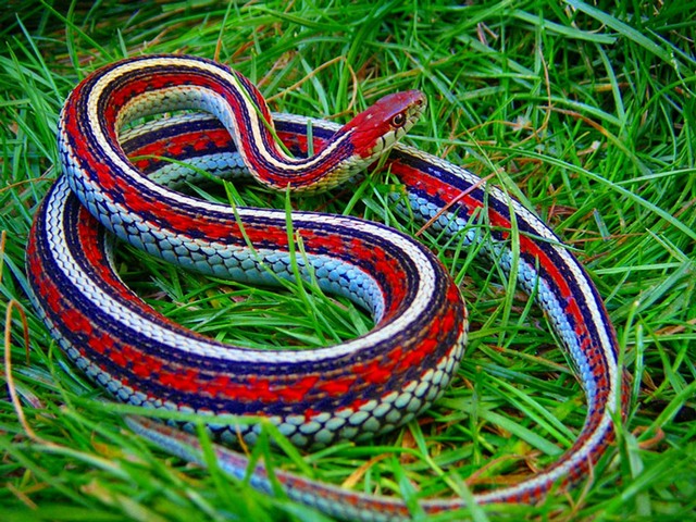 Все о змеях в Лукьянове | ЗооТом портал о животных