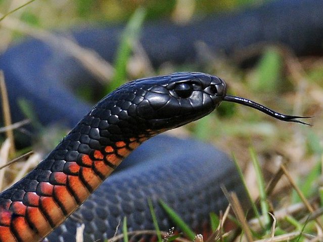 Все о змеях в Лукьянове | ЗооТом портал о животных